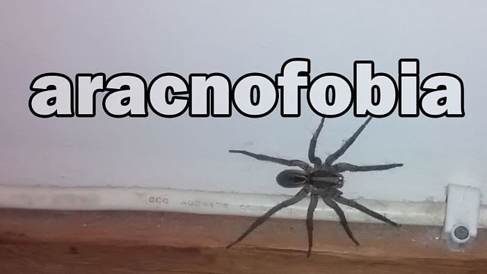 miedo a las arañas