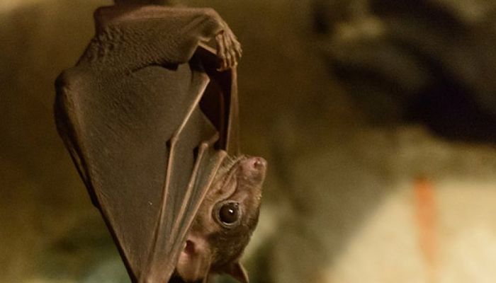 miedo a los murciélagos 