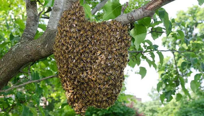 miedo a las abejas