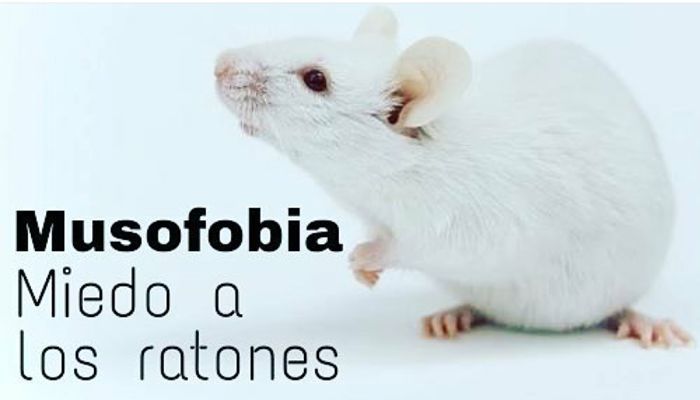 El Miedo A Los Ratones: Causas, Síntomas, Características, Tratamientos