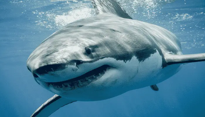miedo a los tiburones