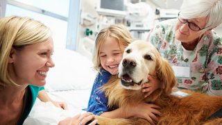 terapia asistida con animales